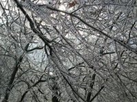Iced Trees.JPG