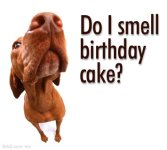 Smell Cake.jpg
